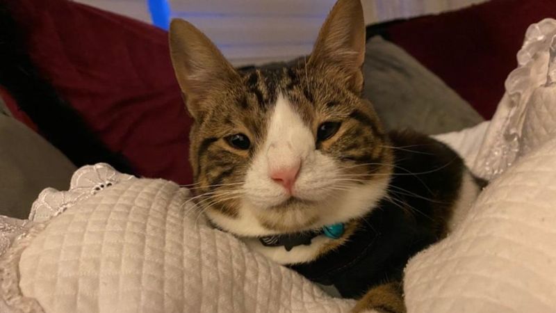 Muğla'da down sendromlu kedisine gözü gibi bakıyor