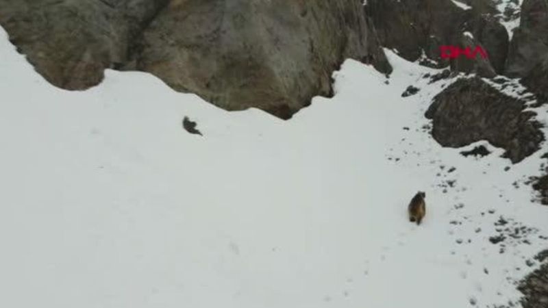 Tunceli'de kış uykusundan uyanan bozayılar
