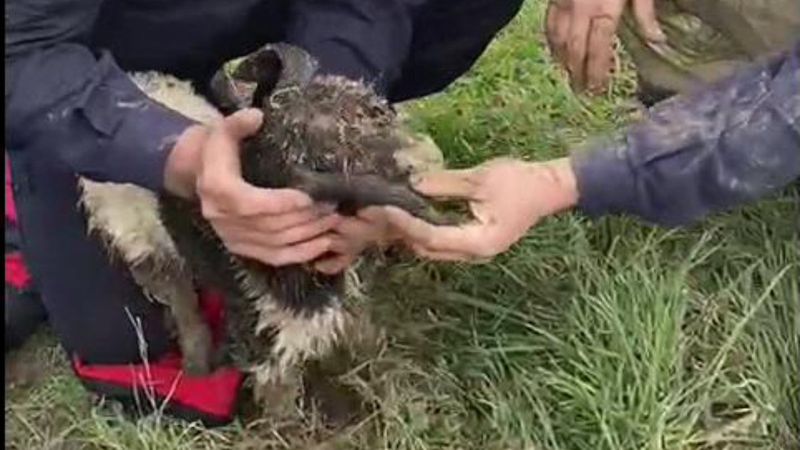 Avcılar’da çukura düşen oğlağı itfaiye kurtardı