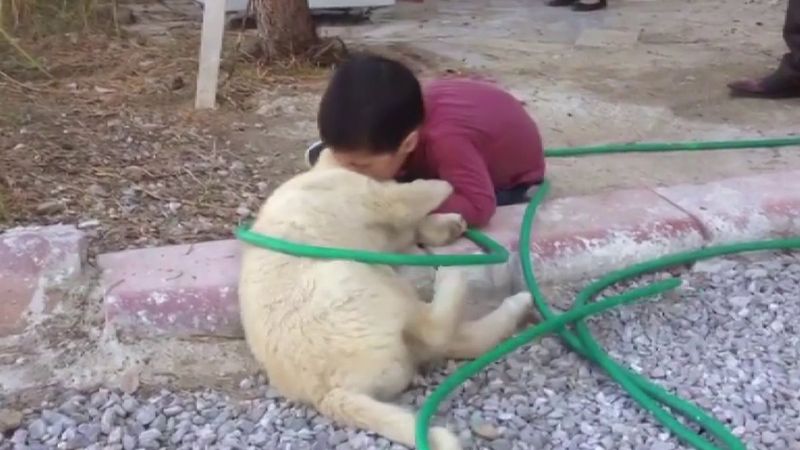 Sivas'ta kendisini kızdıran köpeği ısırdı