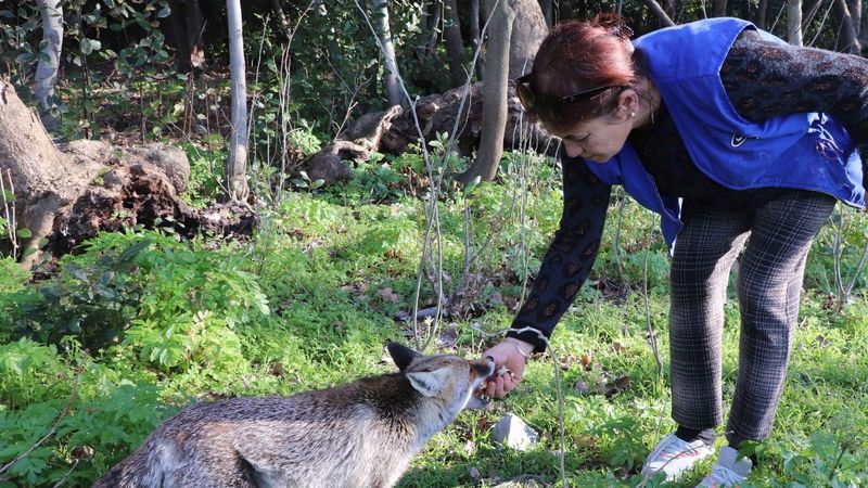 Aydın'da karşılaştığı tilkiyi eliyle besledi