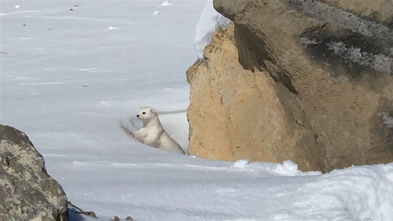 Kars'ta beyaz gelincik görüntülendi