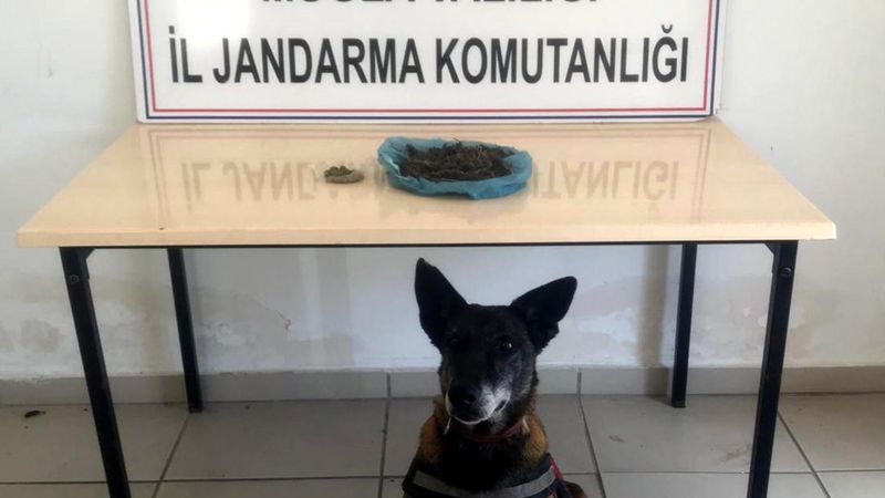 Muğla'daki narkotik köpeği, baharat kokulu uyuşturucuyu buldu