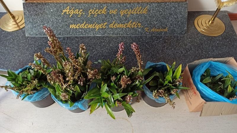 Orkide toplamak pahalıya patladı