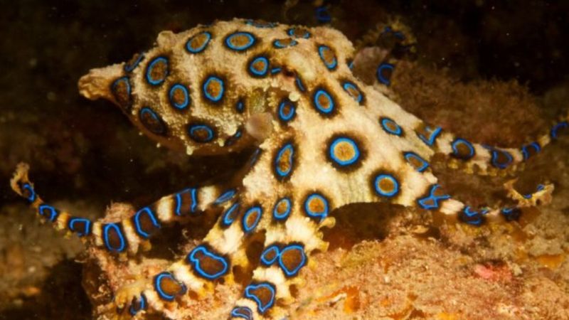 Mavi halkalı ahtapot nedir, nerede yaşar? Mavi halkalı ahtapot zehirli mi?