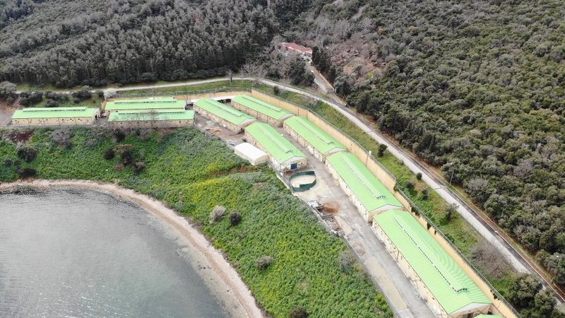 Adalar’da 100’e yakın at, İBB tarafından ahıra hapsedildi