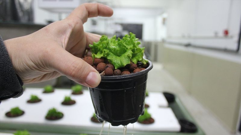 Balık havuzlarındaki su, topraksız tarımda verimliliği yüzde 30 artırdı