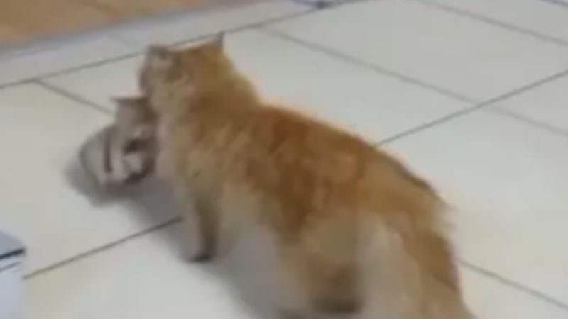 İzmir'de anne kedi hasta yavrularını veterinere taşıdı