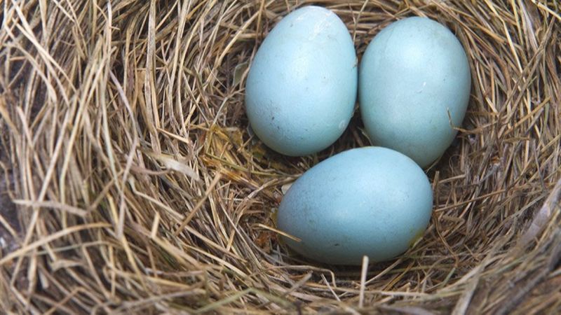 Protein deposu: Mavi yumurta nedir? Mavi yumurtanın faydaları nelerdir?