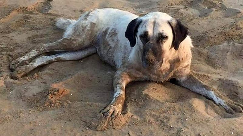 Antalya'da köpekleri zehirleyeni bulana ödül verilecek