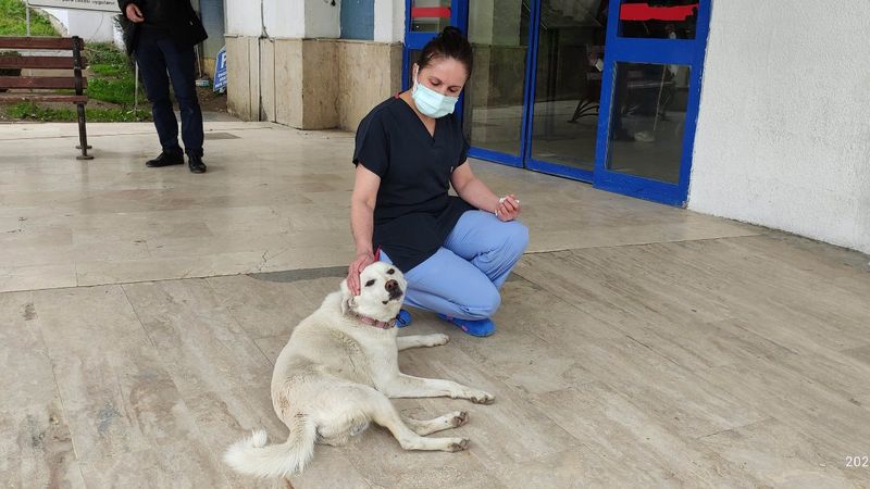 Ordu'da hastane önünde sahibinin iyileşmesini bekleyen köpek