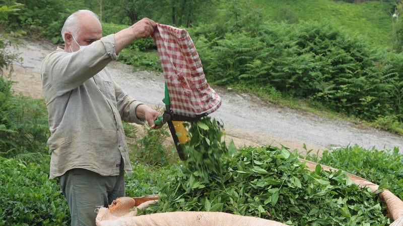 Karadeniz’e çay göçü için 10 gün izole şartı geliyor