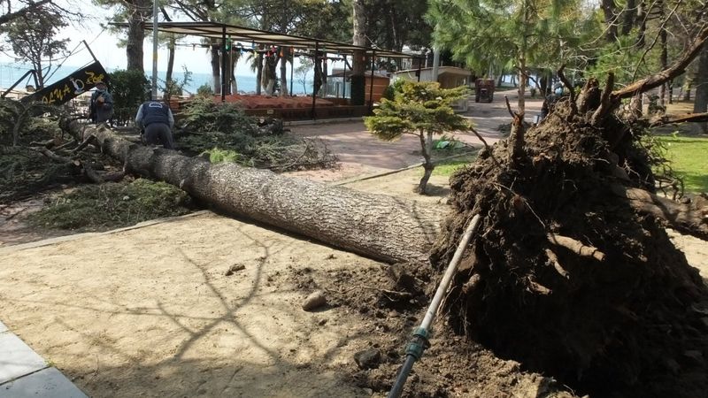 Balıkesir'de fırtına asırlık sedir ağacını devirdi