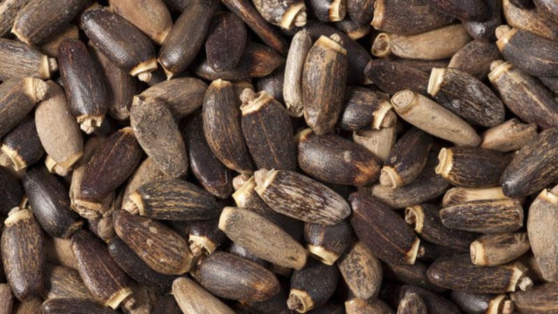 Demir dikeni nedir, faydaları nelerdir? Demir dikeni çayı nasıl yapılır?