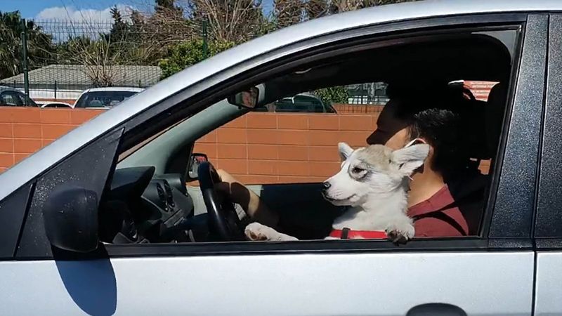 Antalya'daki sürücü, köpeğiyle araç kullandı