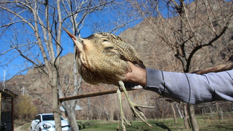 Erzurum'da bitkin bulduğu balabanı tedavi ettirdi