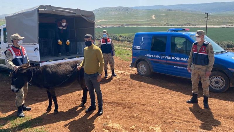 Hatay'da eşeğe şiddete para cezası