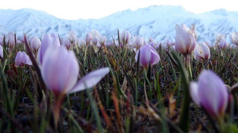 Yüksekova'daki kardelenler mest etti