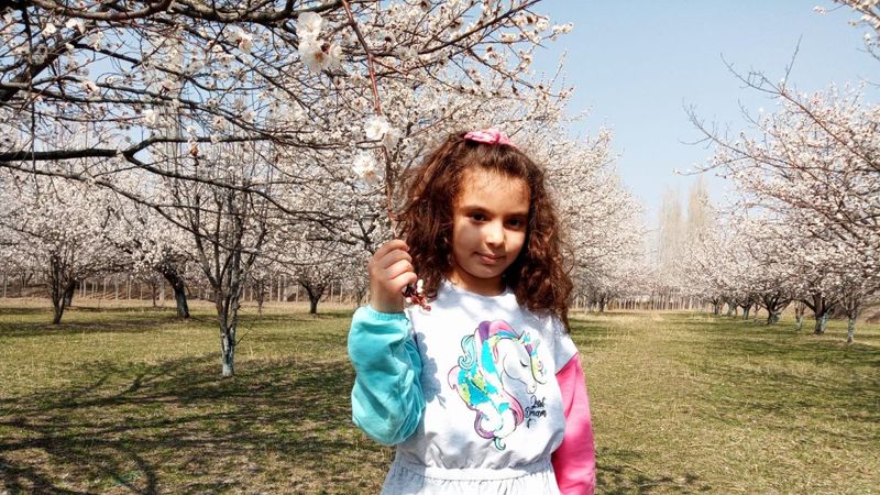 Iğdır'da çiçek açan kayısı ağaçları, görsel şölen oluşturdu