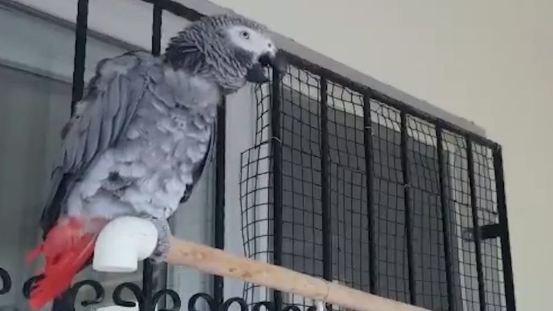 İyi Partili Ahmet Erozan'dan 'Andımız'ı okuyan papağan' paylaşımı