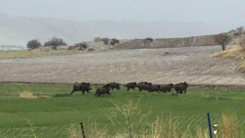 Afyonkarahisar'da domuz sürüleri ovaya indi