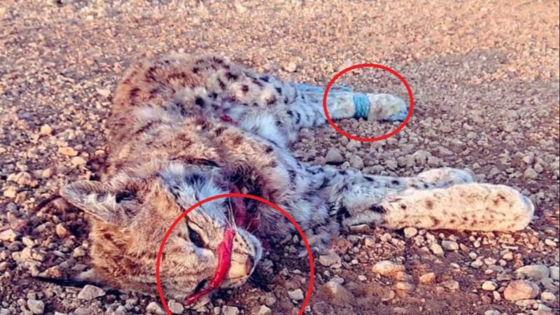 Niğde'de nesli tükenmekte olan vaşak, ölü bulundu