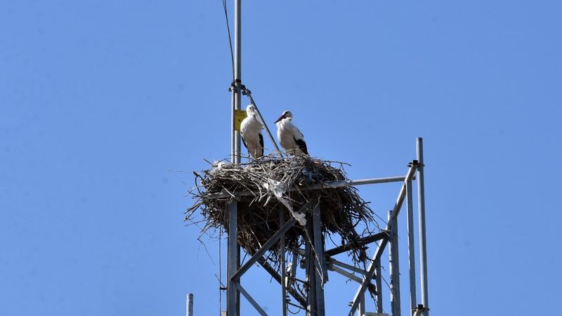 Antalya'daki baz istasyonunun misafirleri 16 yıldır değişmiyor