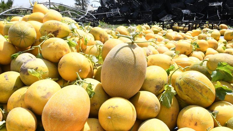 Mersin'de ilk kavun hasadı yapıldı