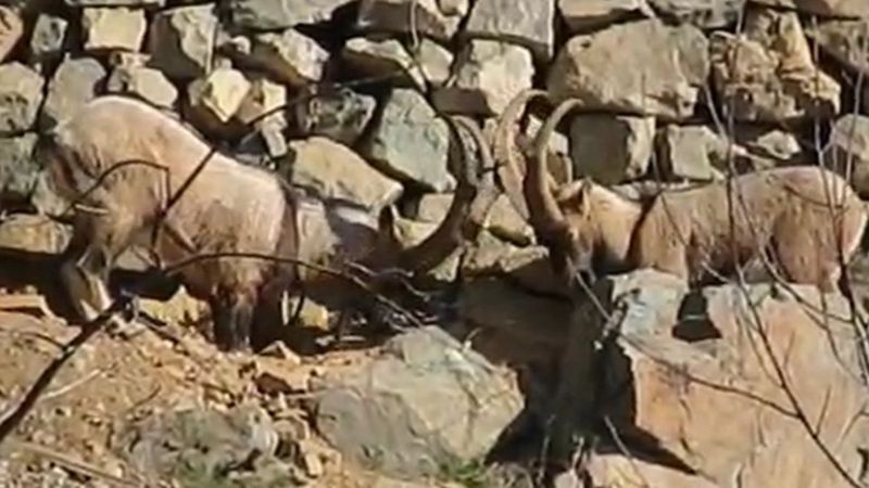 Artvin'de dağ keçileri köye indi