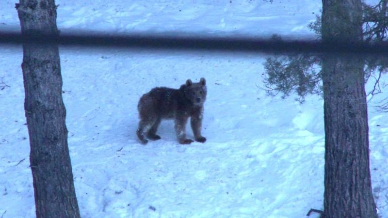 Sarıkamış'ta kış uykusundan uyanan ayılar, yiyecek aradı