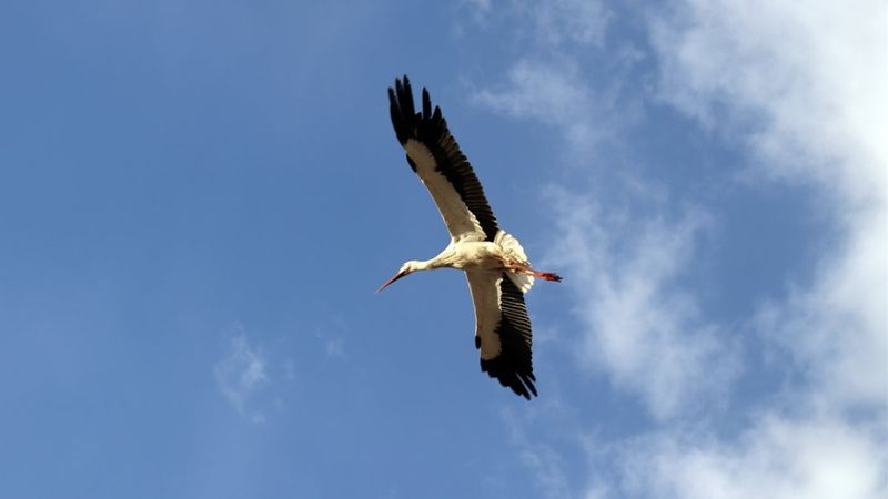 Baharın müjdecisi leylekler, Ağrı'ya gelmeye başladı