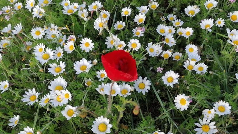 Mersin'de bahar mevsimiyle birlikte papatyalar çiçek açtı