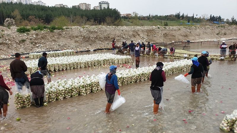 Osmaniye'de hayırsever, turp yıkama işçilerine para dağıttı