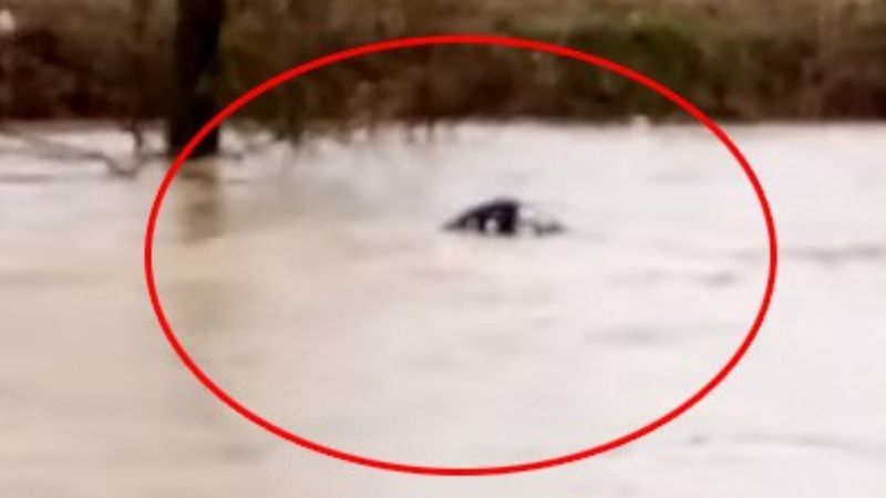 Bursa'da taşan dere suyuna kapılan dana