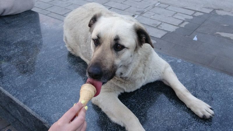 Taksim'de köpeğin turistlerle dondurma keyfi