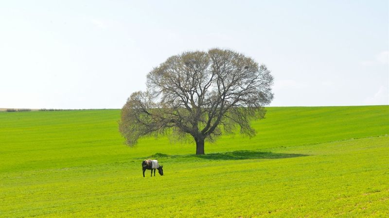 Tunceli yeşile büründü