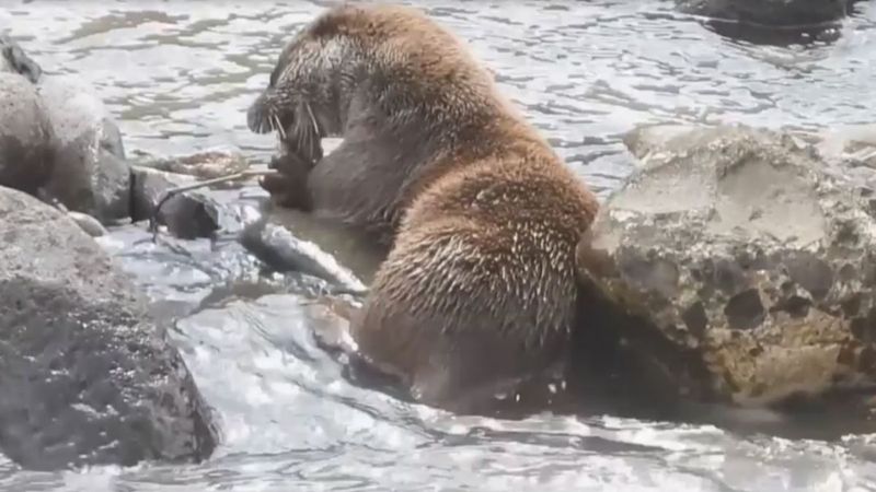 Artvin'de su samurunun derede balık avı kamerada