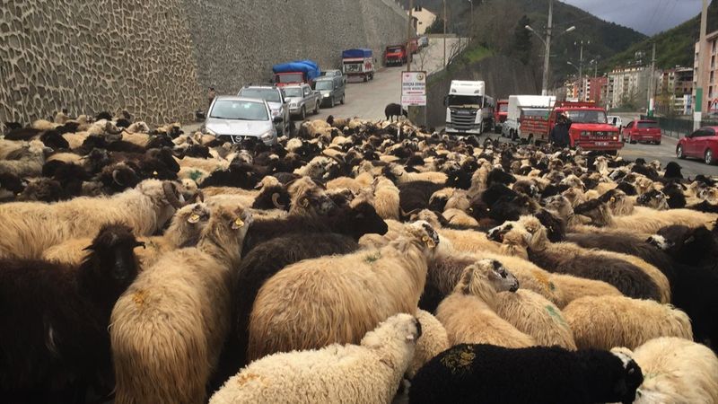 Artvin'de yayla göçleri başladı