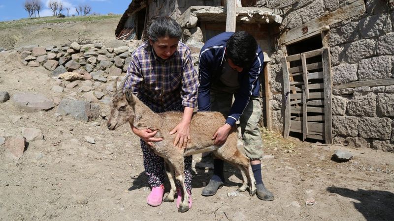 Tunceli'de tedavi ettikleri dağ keçisine gözyaşlı veda