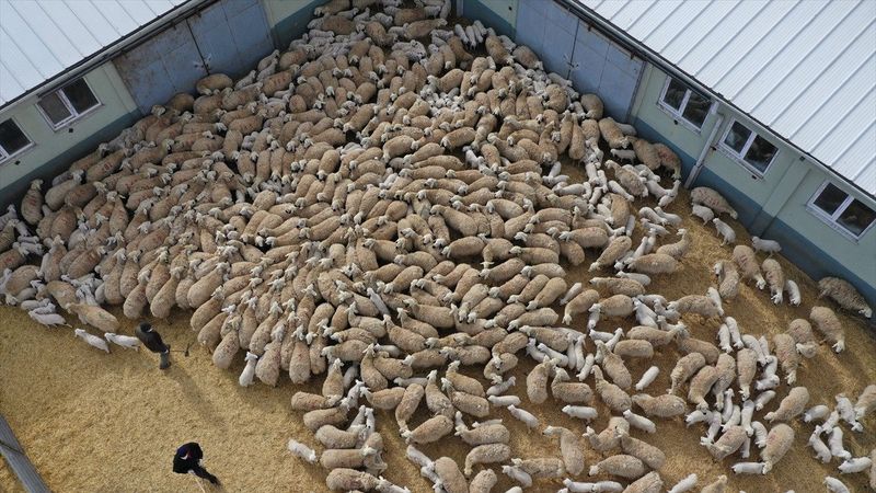 Sivas'ta kuzuların anneleriyle buluşma anı