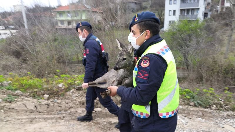 Kastamonu'da çaya düşen karacayı jandarma kurtardı