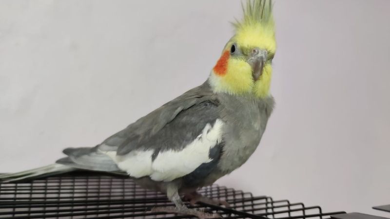 Amasya’da ‘Ölürüm Türkiye’m’ şarkısını ıslıkla çalan papağan ilgi çekti