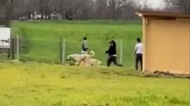 Tekirdağ’da sokak hayvanlarına şiddet uyguladılar