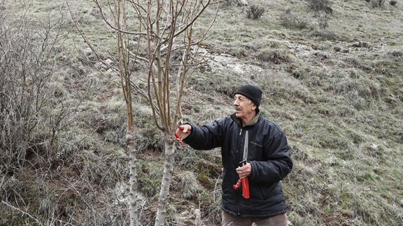 Emekli öğretmen yabani ağaçlara can veriyor