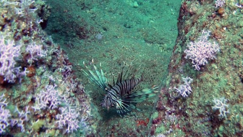 Antalya'da aslan balıkları falezlerin habitatını değiştirdi