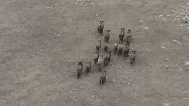 Kars'ta domuz sürüsü drone ile görüntülendi