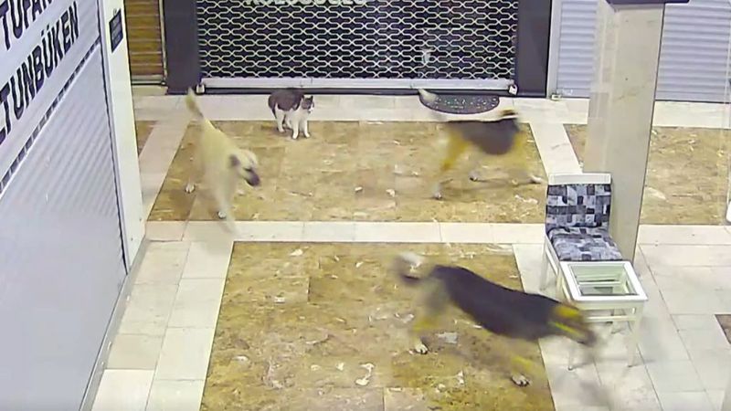 Adana'da 3 köpeği kovalayan kedi