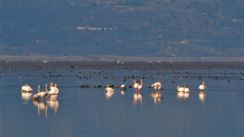 Manisa'nın Kuş Cenneti'nde en çok sakar meke bulunuyor
