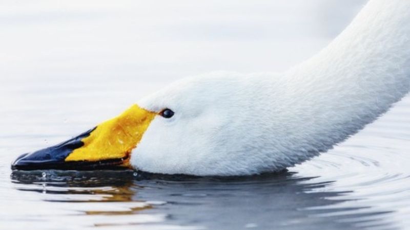 Kuğu Fırtınası nedir? Kuğu Fırtınası tarihleri 2021