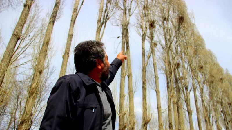 İstilacı kargalar, Erzurum'da ortaya çıktı